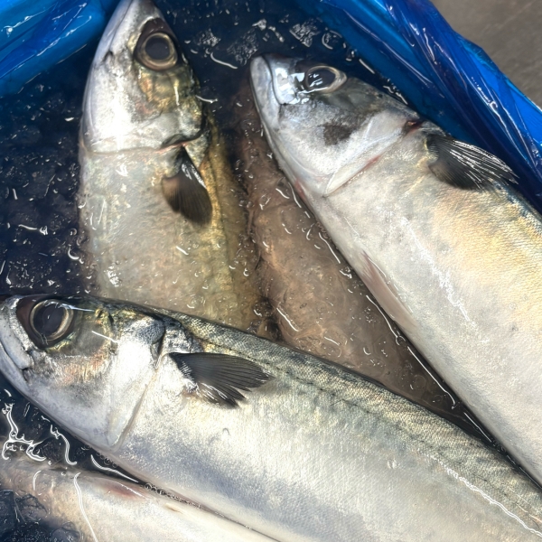 季節の魚